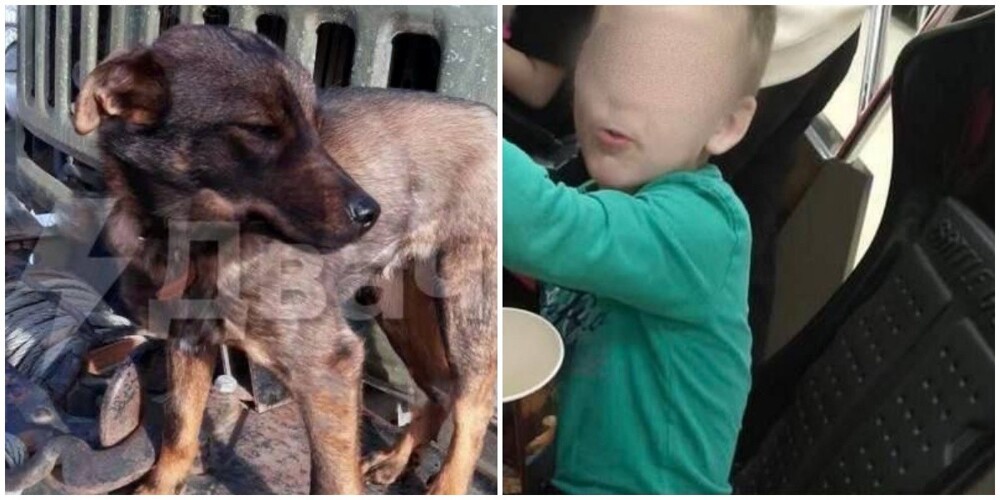 Собака спасла маленького мальчика, который провел в лесу в Приморье всю ночь