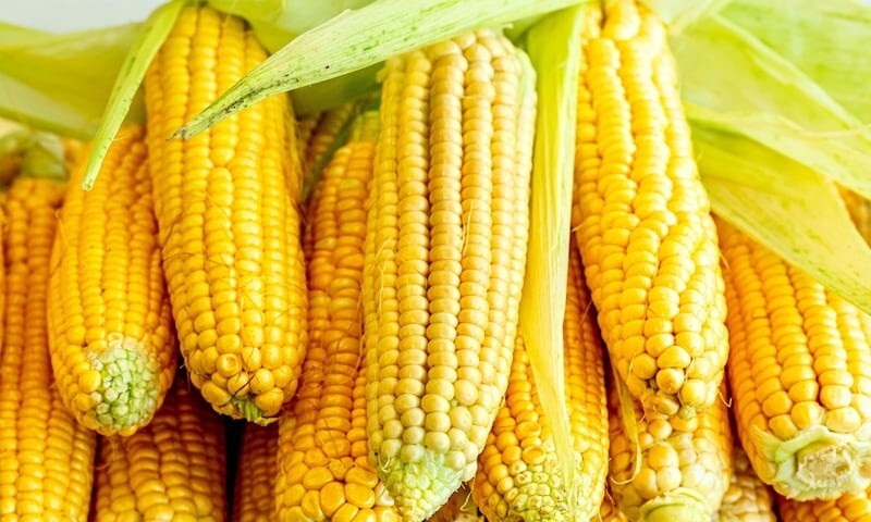4. В початках кукурузы всегда четное количество рядов зёрен