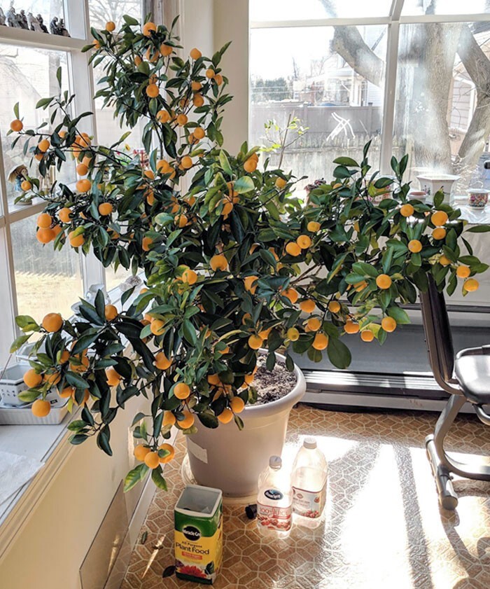 6. "Бабушкино апельсиновое дерево каламондин, которое досталось мне по наследству. Она скончалась на прошлой неделе"