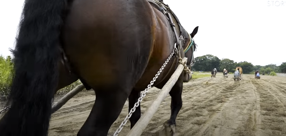 В Японии проводят конные скачки с пит-стопами