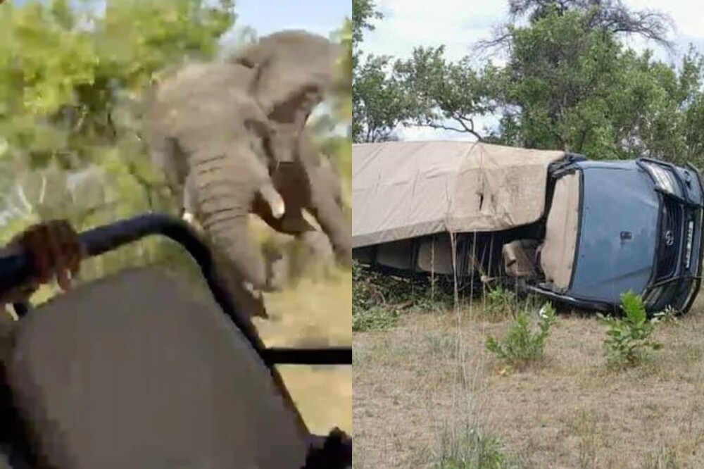 В Замбии дикий слон напал на туристов, погибла пожилая американка