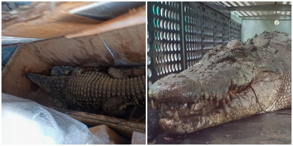 На таможне в Орске задержали живого крокодила без документов, но с хозяином