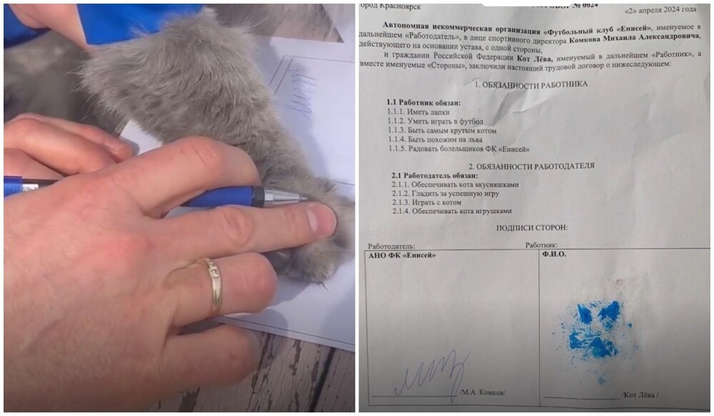 Получил имя и форму: красноярский футбольный клуб заключил контракт с котиком