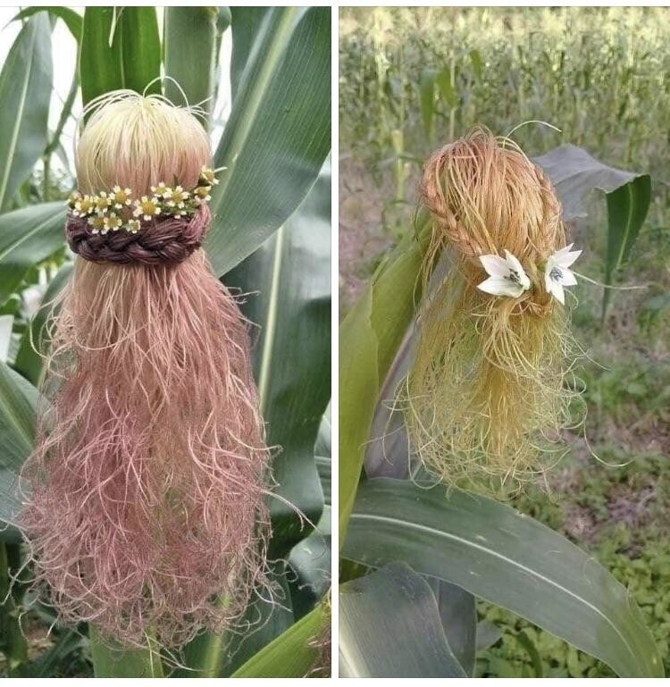 12. "Волосы кукурузы" или кукурузные рыльца