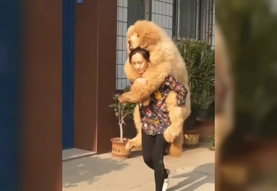 «Мам, я устал»: огромный пес буквально сел на шею хозяйки