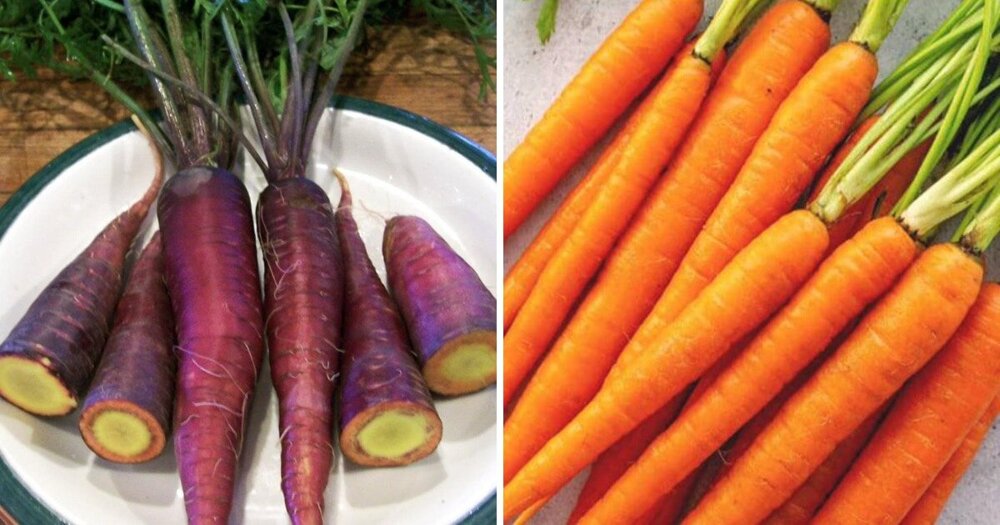 Оригинальная морковь была фиолетово-жёлтой, а не оранжевой