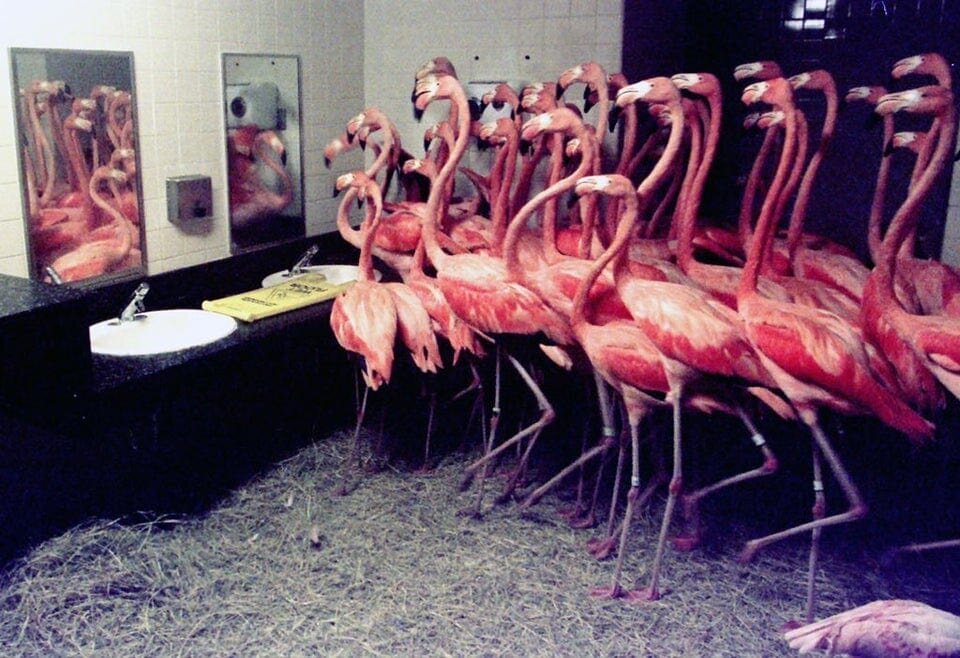 11. В 1992 году работники зоопарка Майами поместили 30 фламинго в ванную комнату, чтобы защитить их от урагана Эндрю