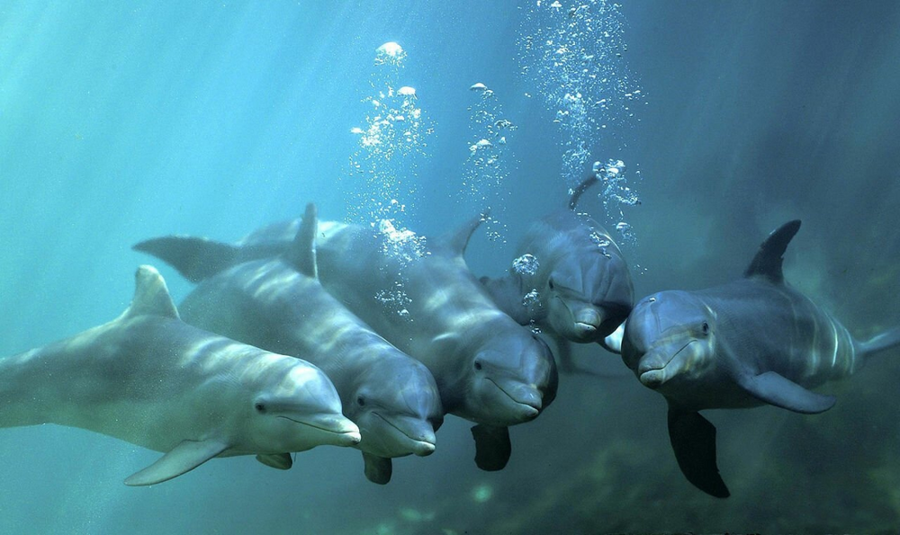 Цивилизация дельфинов: почему учёные всерьёз рассматривают эту гипотезу?