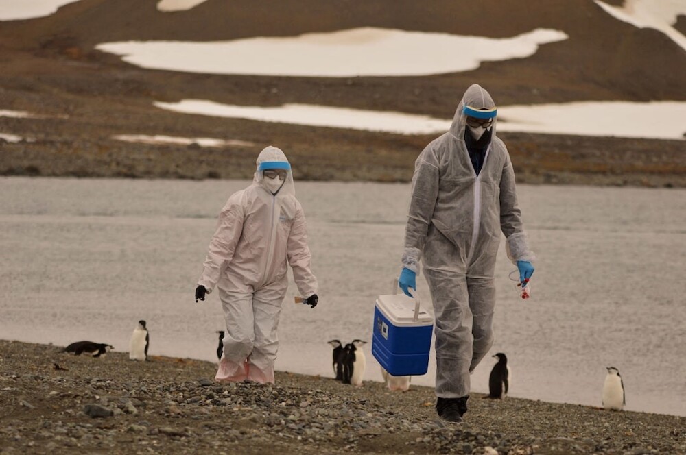 В Антарктиде найдены мертвыми тысячи пингвинов