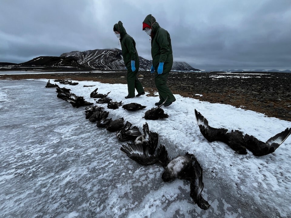 В Антарктиде найдены мертвыми тысячи пингвинов