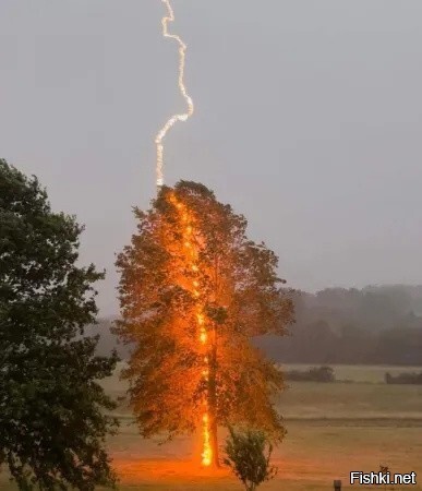 Фотограф из США поймал точный момент попадания молнии в дерево