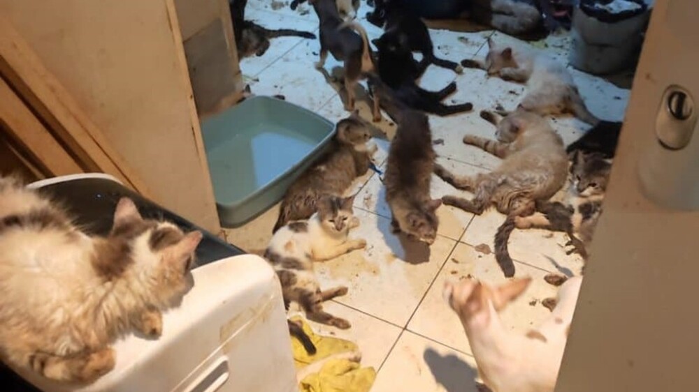 В Ницце прошел суд над парой, которая жила с 159 кошками и 7 собаками в квартире