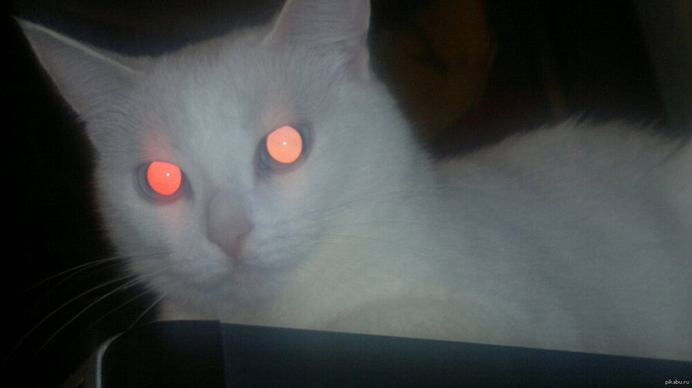 Адские фары: почему глаза кошек светятся разным цветом