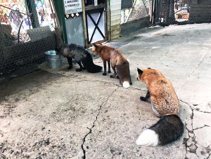 "Я был в лисьей деревне Цзао, расположенной в Японии, и увидел этих лисиц, ожидающих своей очереди для того, что бы попить воды"
