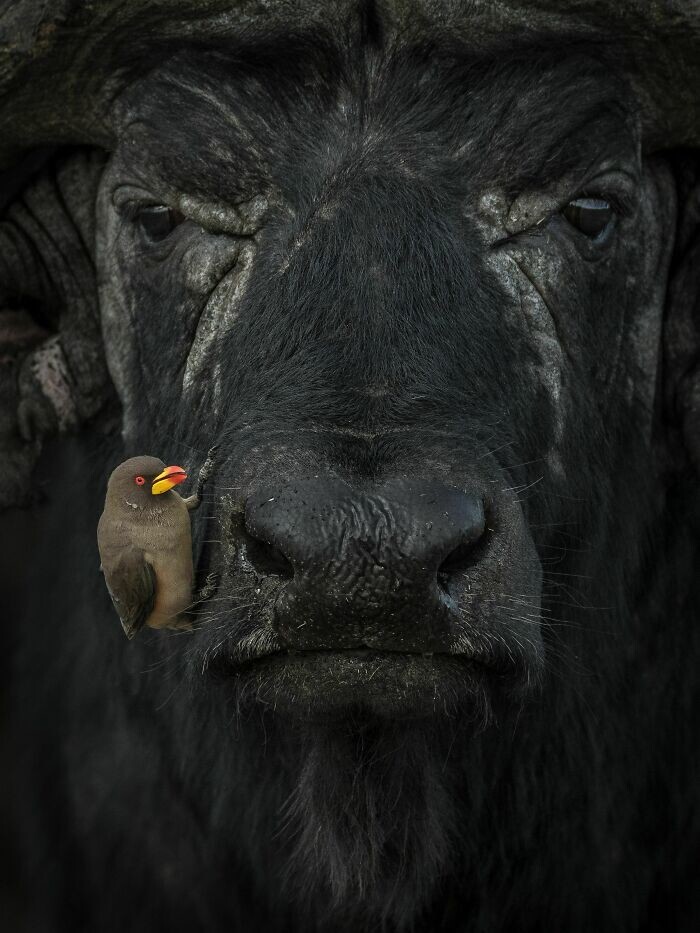 4. «Буйволовый скворец (волоклюй) и водяной буйвол», Лакшитха Карунаратхна, 2 место в категории «Поведение — птицы»