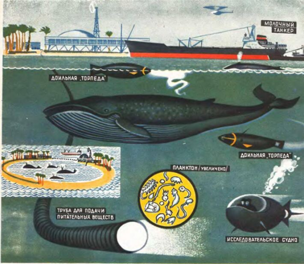 Ферма китов в СССР: история о том, как хотели создать огромные производства на искусственных островах