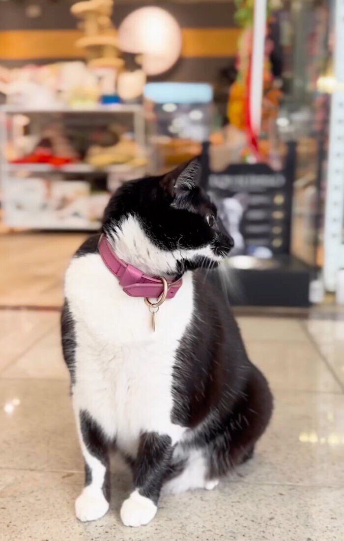 Владельцы зоомагазина спасли бездомную кошку и теперь она живет в торговом центре