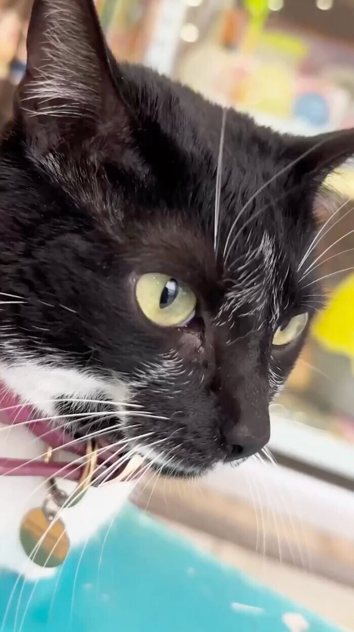 Владельцы зоомагазина спасли бездомную кошку и теперь она живет в торговом центре