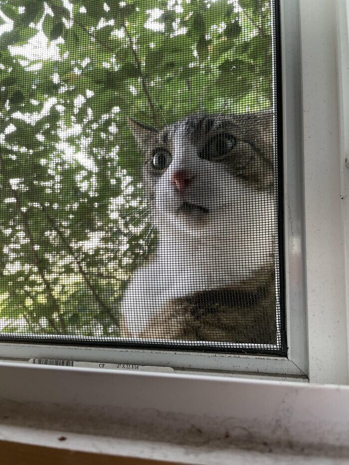 16. «Уличный кот ежедневно приходит к моему окну, потому что я даю ему еду»