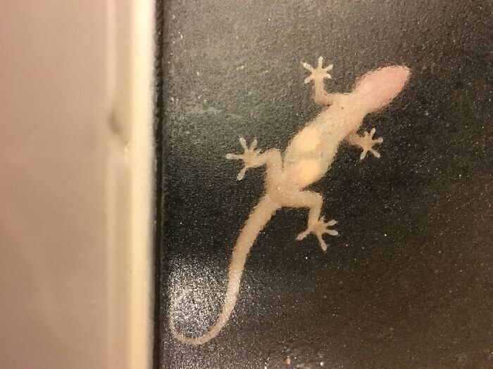 12. «Беременная ящерица на окне в ванной комнате»