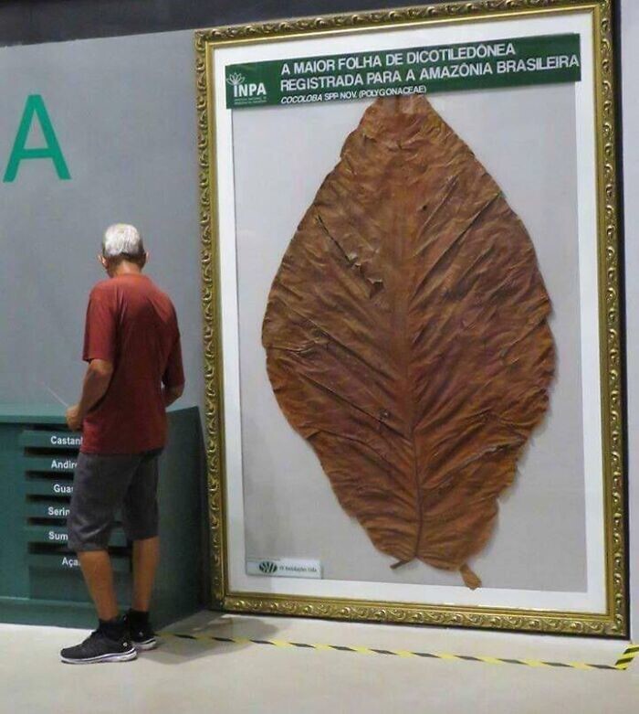 6. Самый большой лист, который когда-либо был найден