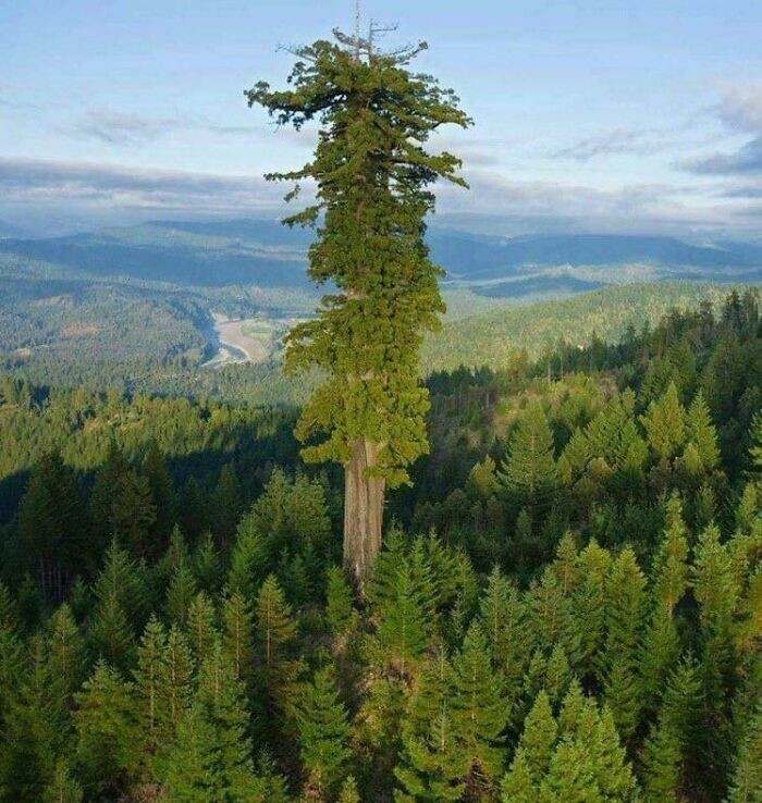 1. Гиперион, самое высокое в мире живое дерево, — это секвойя в Национальном парке Редвуд, Калифорния. Высота 116 м