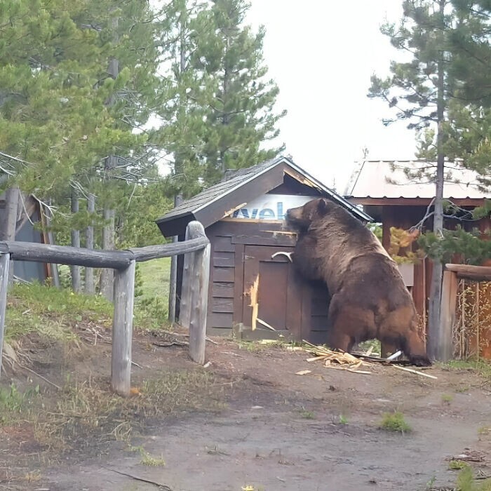 2. «Этот бурый медведь! По оценкам, его вес превышает 360 кг»