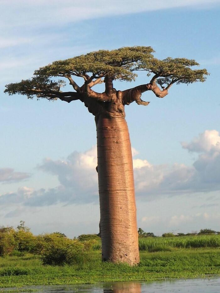 9. Баобаб, великан на фоне остальных деревьев