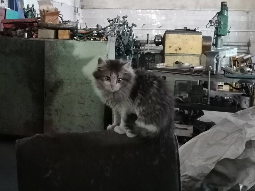Необычные истории котиков, которые всю свою жизнь прожили на заводах