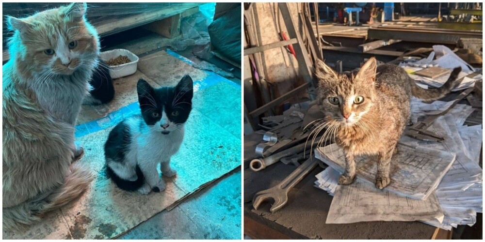 Необычные истории котиков, которые всю свою жизнь прожили на заводах