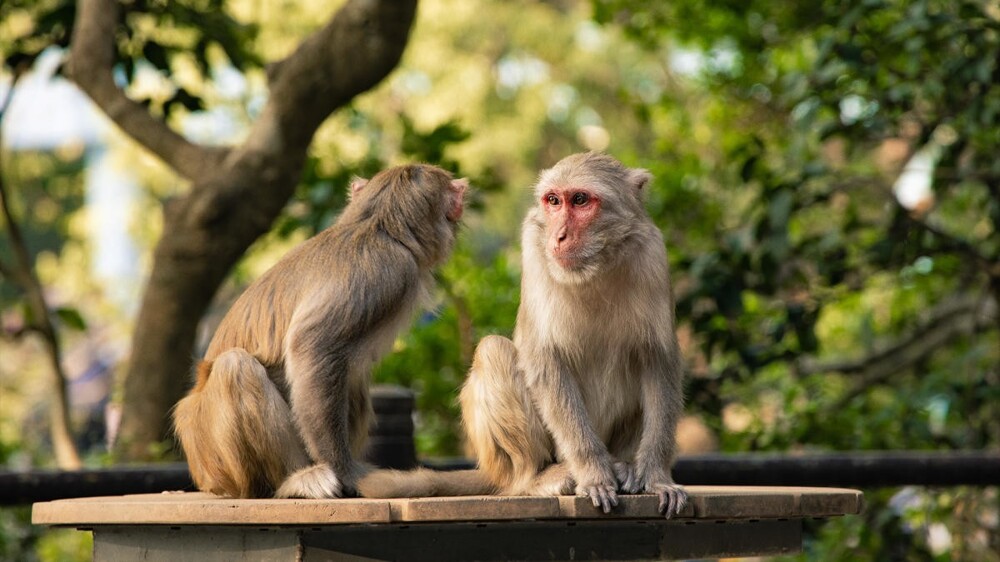 Турист заразился смертельным вирусом в парке обезьян