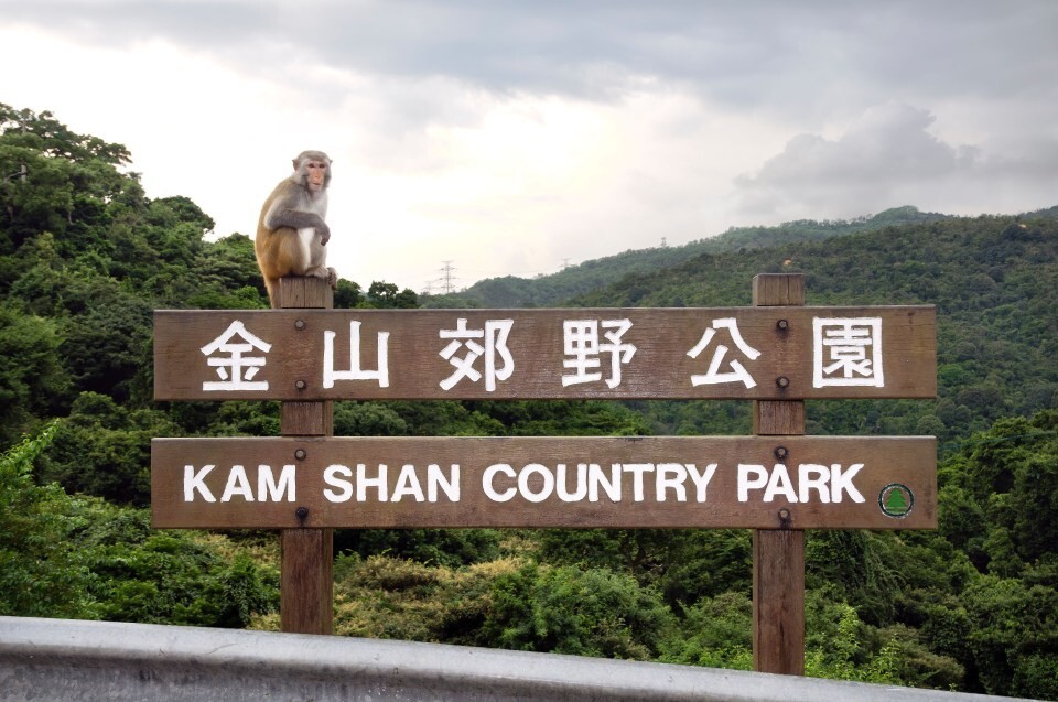 Турист заразился смертельным вирусом в парке обезьян