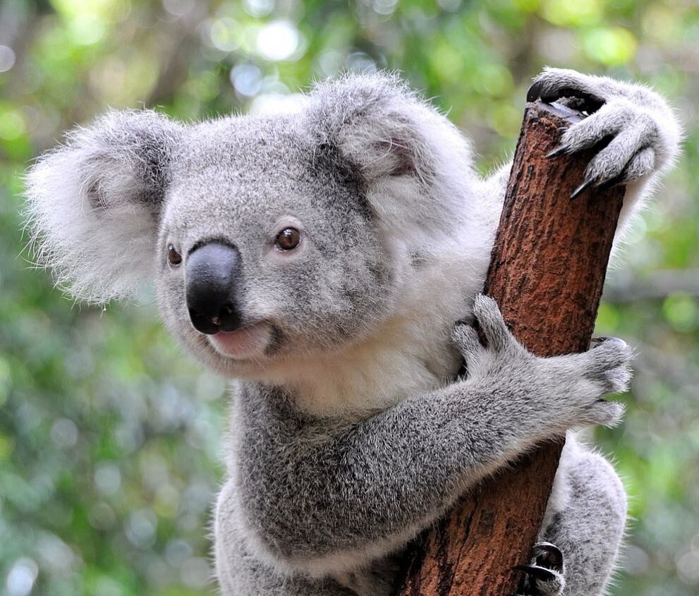 14. Мозг коал в соотношении с их телом очень маленький и практически гладкий