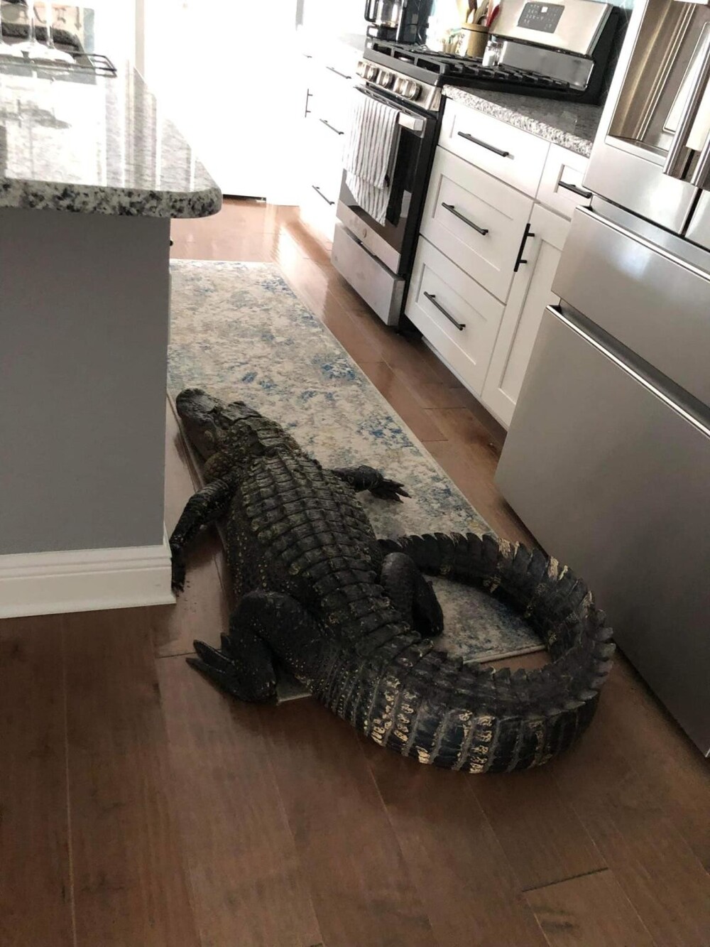 Жительница Флориды обнаружила на кухне 2,5-метрового аллигатора