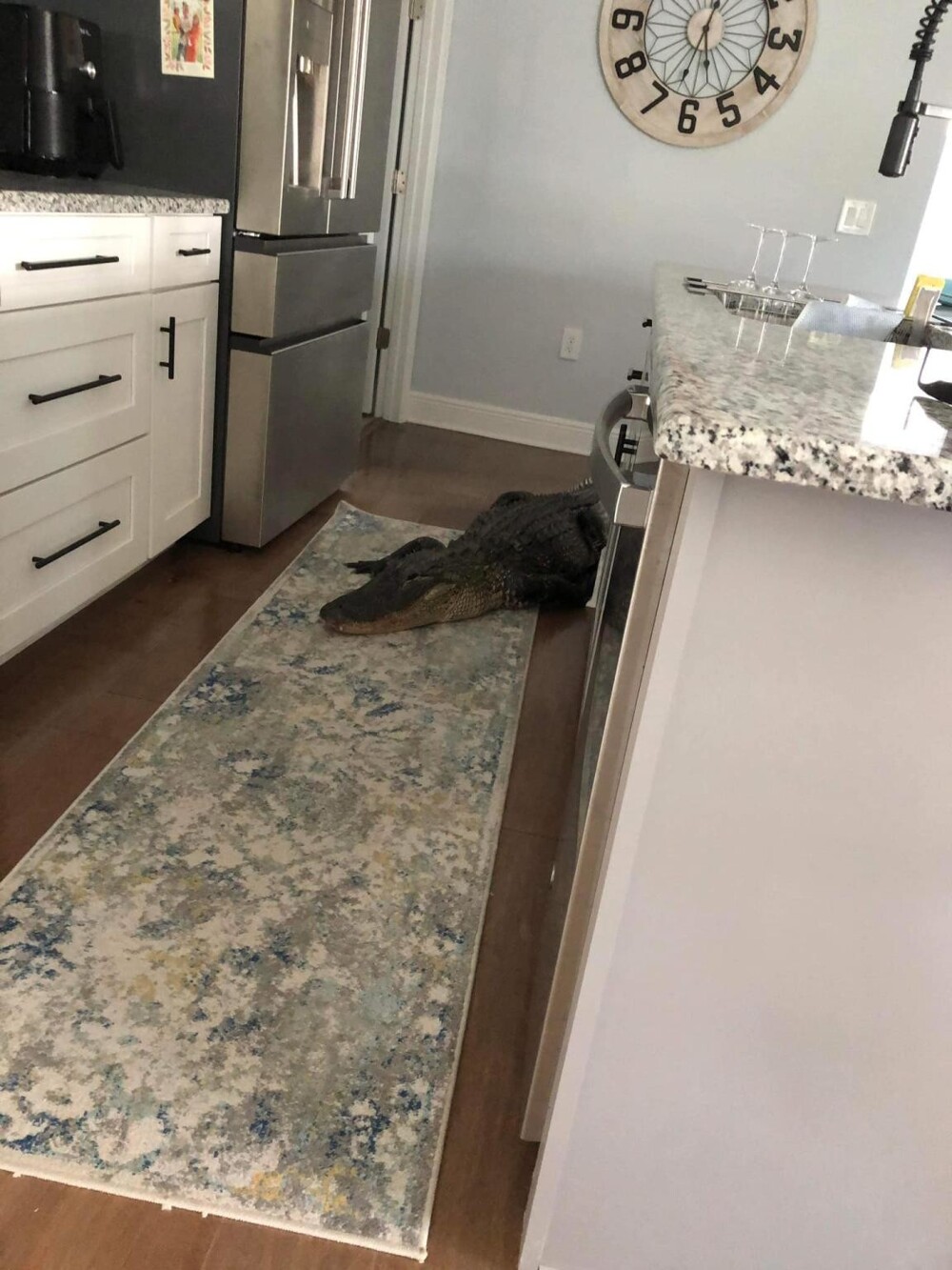 Жительница Флориды обнаружила на кухне 2,5-метрового аллигатора