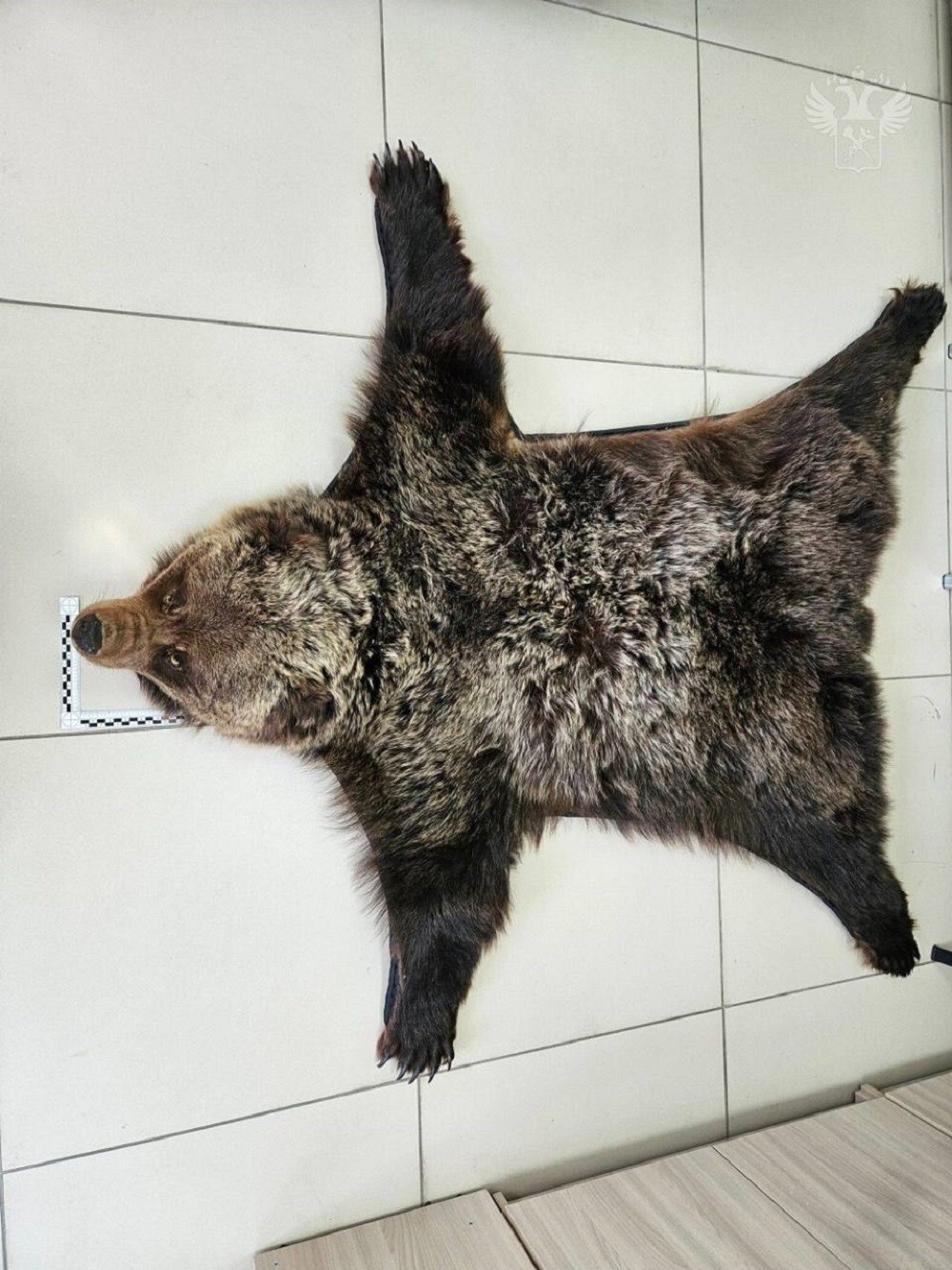 Китаянка пыталась вывезти в Монголию шкуру настоящего бурого медведя