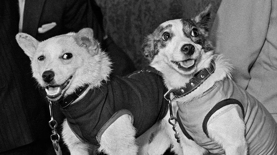 Собачья работа: как Белка и Стрелка стали героями страны