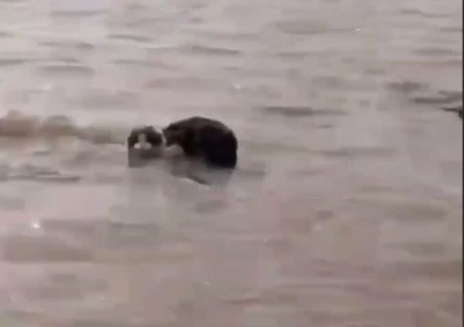 «Держись, братан!»: в затопленном оренбургском коттеджном посёлке мужчины спасли кошку
