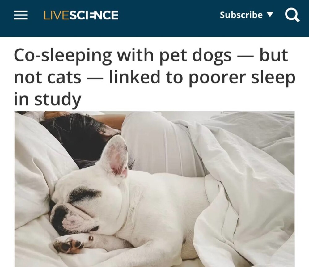 Спать с собаками менее полезно, чем с кошками