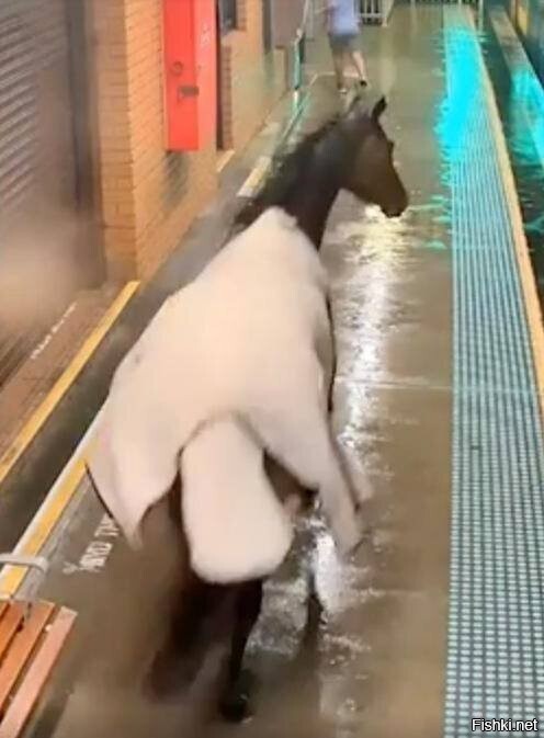 В Сиднее конь в пальто зашел на железнодорожную станцию, походил минут 5 и ушел