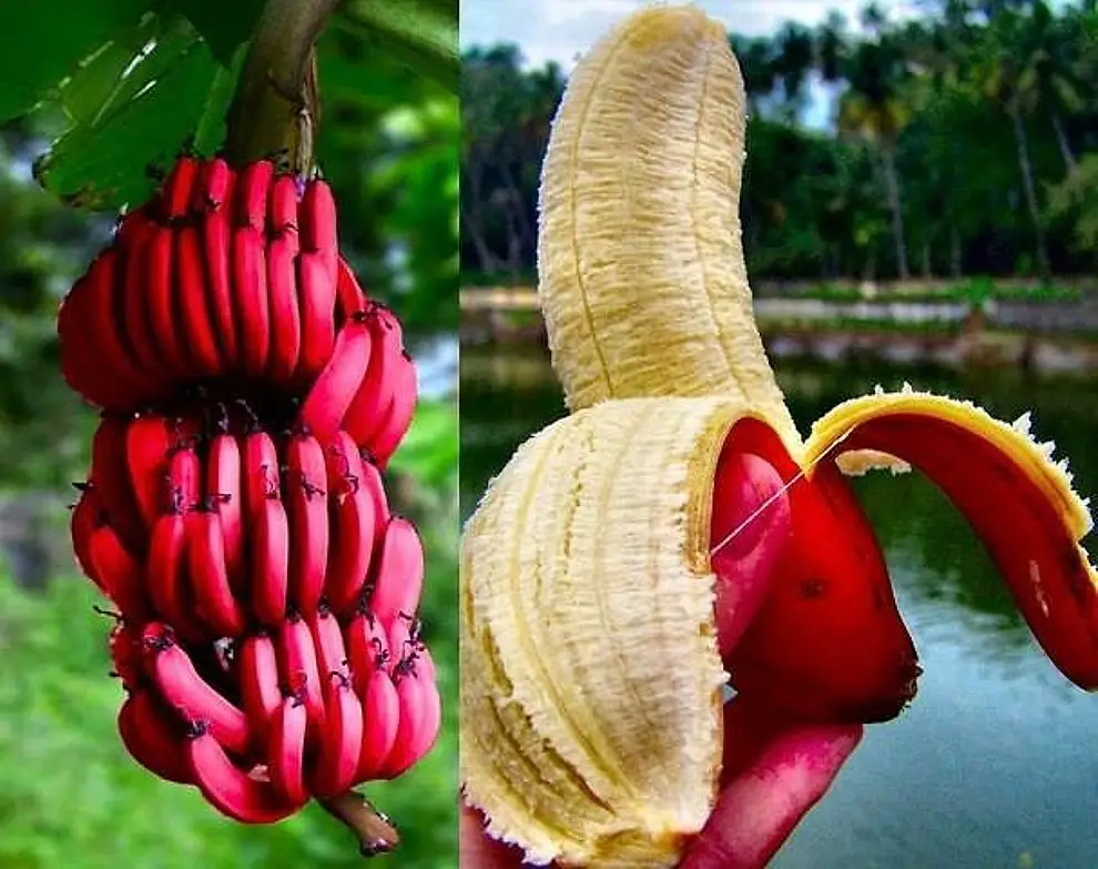 2. Красные бананы