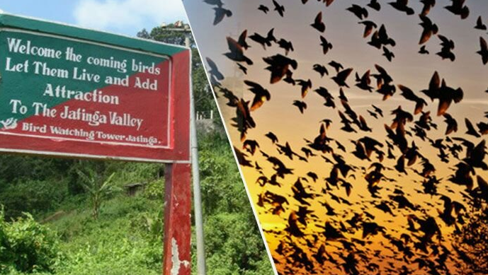 Загадочные самоубийства птиц в индийской деревушке