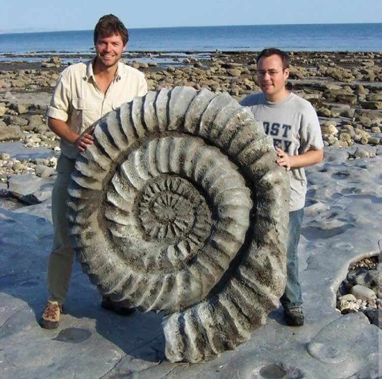 13. Ископаемый аммонит, из группы вымерших головоногих моллюсков