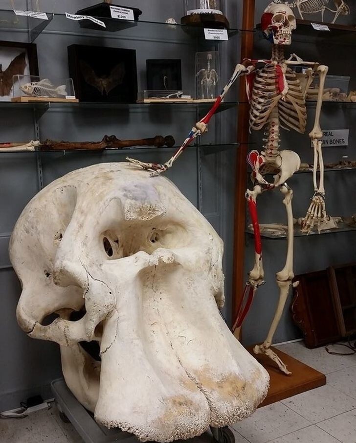 11. Человеческий скелет рядом с черепом африканского слона