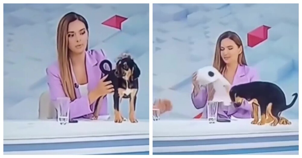 Собака справила нужду на стол ведущей новостей