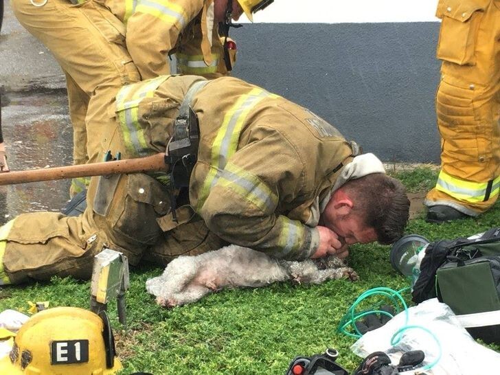 10. Пожарный спас пса, который чуть не задохнулся во время пожара