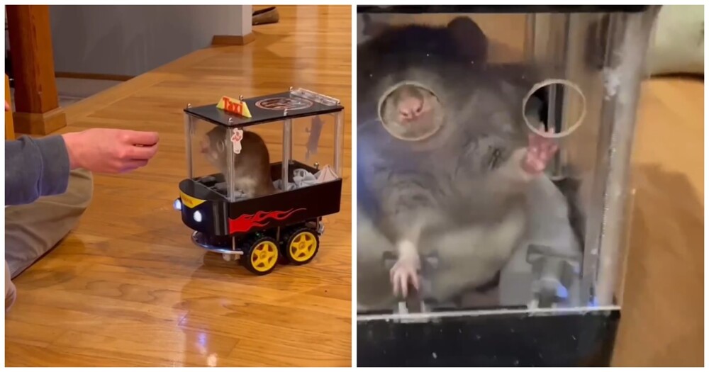 Хозяева научили крыс кататься на мини-машинках