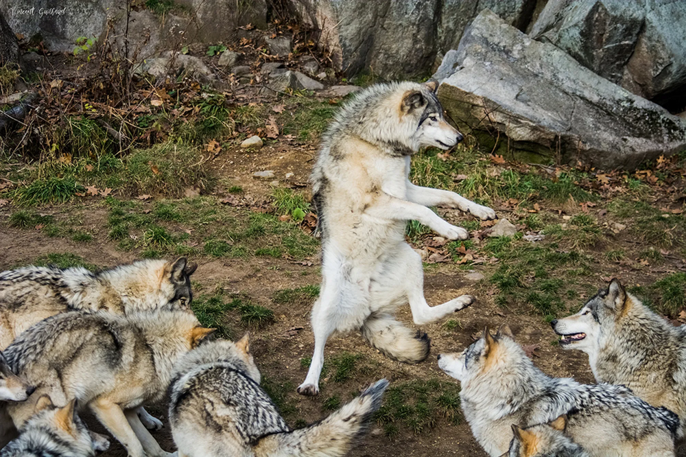 Где в России на самом деле можно встретить волка?