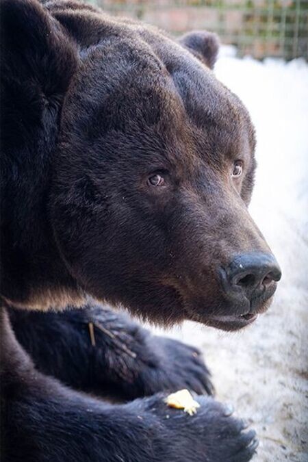 Обитатели Московского зоопарка вышли из зимней спячки⁠⁠