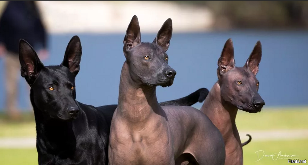 Ксолоитцкуинтли (или просто - ксоло) - аборигенная мексиканская порода собак ...